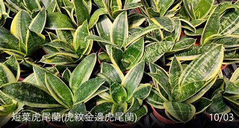 財位 虎尾蘭|虎尾蘭財位：擺對位置，讓財運滾滾來！ – 植物盆栽綠寶典